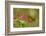 Costa Rica, Monteverde Cloud Forest Biological Reserve. Butterfly on Flower-Jaynes Gallery-Framed Photographic Print