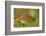 Costa Rica, Monteverde Cloud Forest Biological Reserve. Butterfly on Flower-Jaynes Gallery-Framed Photographic Print