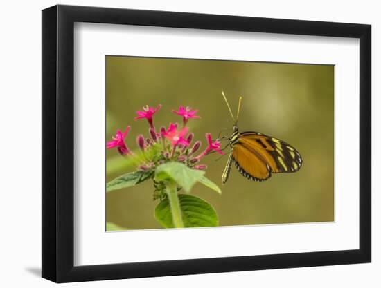 Costa Rica, Monteverde Cloud Forest Biological Reserve. Butterfly on Flower-Jaynes Gallery-Framed Photographic Print