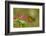 Costa Rica, Monteverde Cloud Forest Biological Reserve. Butterfly on Flower-Jaynes Gallery-Framed Photographic Print