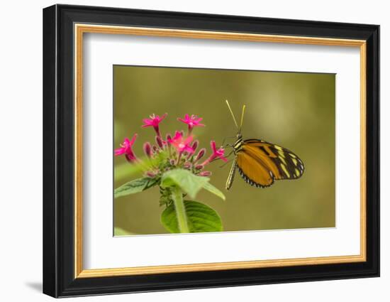 Costa Rica, Monteverde Cloud Forest Biological Reserve. Butterfly on Flower-Jaynes Gallery-Framed Photographic Print