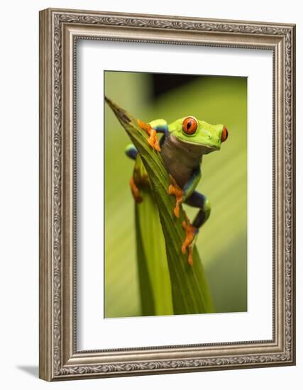 Costa Rica. Red-Eyed Tree Frog Close-Up-Jaynes Gallery-Framed Photographic Print