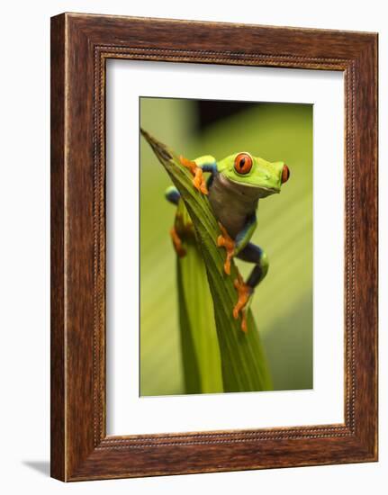 Costa Rica. Red-Eyed Tree Frog Close-Up-Jaynes Gallery-Framed Photographic Print