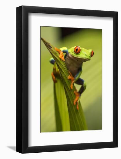 Costa Rica. Red-Eyed Tree Frog Close-Up-Jaynes Gallery-Framed Photographic Print