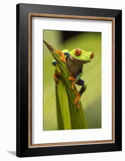 Costa Rica. Red-Eyed Tree Frog Close-Up-Jaynes Gallery-Framed Photographic Print