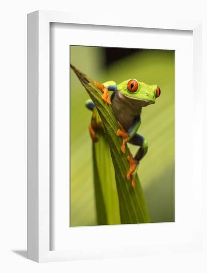 Costa Rica. Red-Eyed Tree Frog Close-Up-Jaynes Gallery-Framed Photographic Print