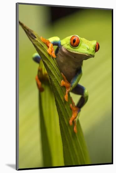 Costa Rica. Red-Eyed Tree Frog Close-Up-Jaynes Gallery-Mounted Photographic Print