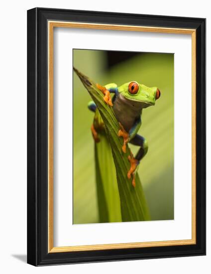 Costa Rica. Red-Eyed Tree Frog Close-Up-Jaynes Gallery-Framed Photographic Print