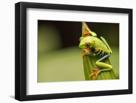 Costa Rica. Red-Eyed Tree Frog Close-Up-Jaynes Gallery-Framed Photographic Print