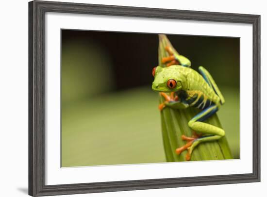 Costa Rica. Red-Eyed Tree Frog Close-Up-Jaynes Gallery-Framed Photographic Print