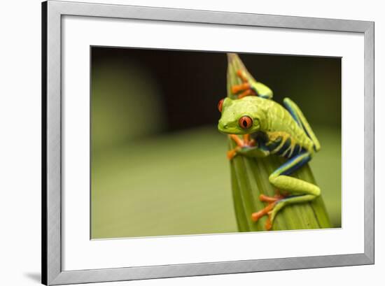 Costa Rica. Red-Eyed Tree Frog Close-Up-Jaynes Gallery-Framed Photographic Print