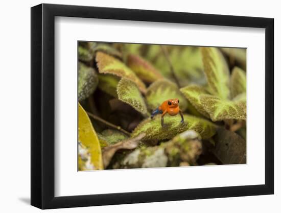 Costa Rica, Sarapiqui River Valley. Blue-Jeans or Strawberry Poison Dart Frog, Singing or Calling-Jaynes Gallery-Framed Photographic Print