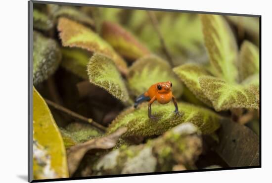 Costa Rica, Sarapiqui River Valley. Blue-Jeans or Strawberry Poison Dart Frog, Singing or Calling-Jaynes Gallery-Mounted Photographic Print