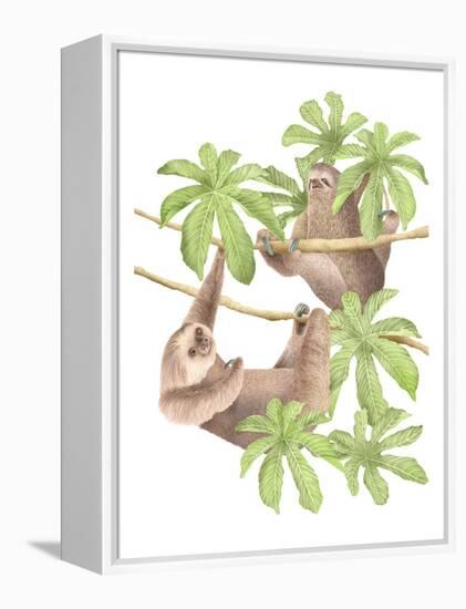 Costa Rica Sloths-Stacy Hsu-Framed Stretched Canvas