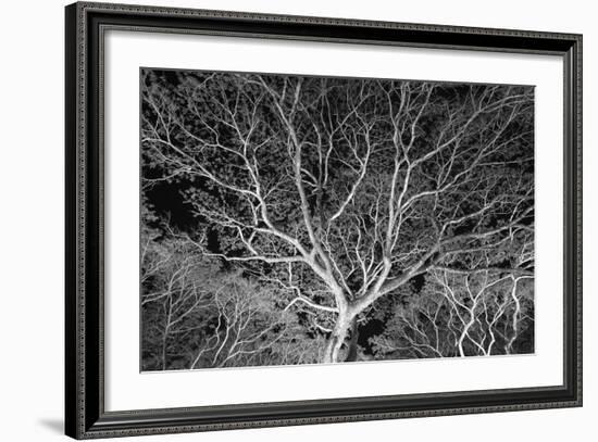 Costa Rica Tree-Moises Levy-Framed Photographic Print