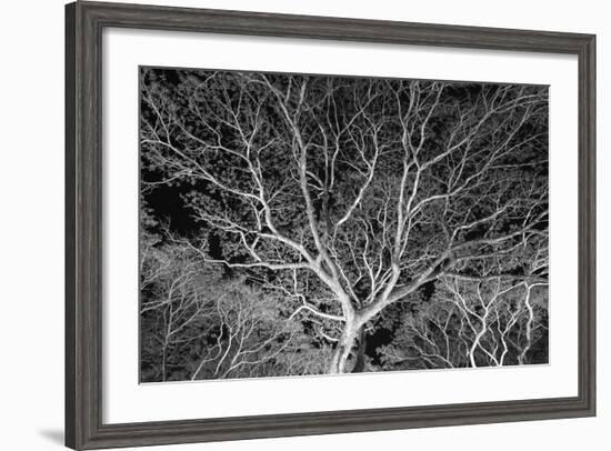 Costa Rica Tree-Moises Levy-Framed Photographic Print