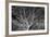 Costa Rica Tree-Moises Levy-Framed Photographic Print