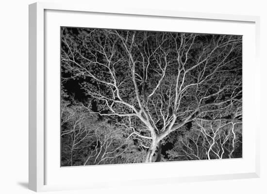 Costa Rica Tree-Moises Levy-Framed Photographic Print