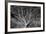 Costa Rica Tree-Moises Levy-Framed Photographic Print