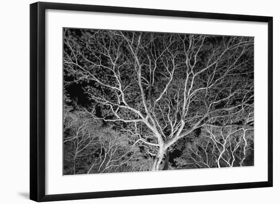 Costa Rica Tree-Moises Levy-Framed Photographic Print