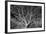 Costa Rica Tree-Moises Levy-Framed Photographic Print