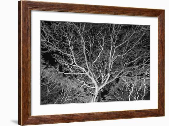 Costa Rica Tree-Moises Levy-Framed Photographic Print