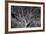 Costa Rica Tree-Moises Levy-Framed Photographic Print