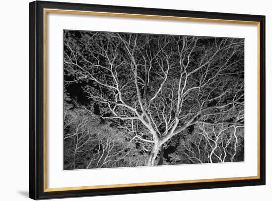 Costa Rica Tree-Moises Levy-Framed Photographic Print