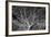 Costa Rica Tree-Moises Levy-Framed Photographic Print