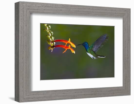 Costa Rica. White-necked Jacobin hummingbird.-Jaynes Gallery-Framed Photographic Print