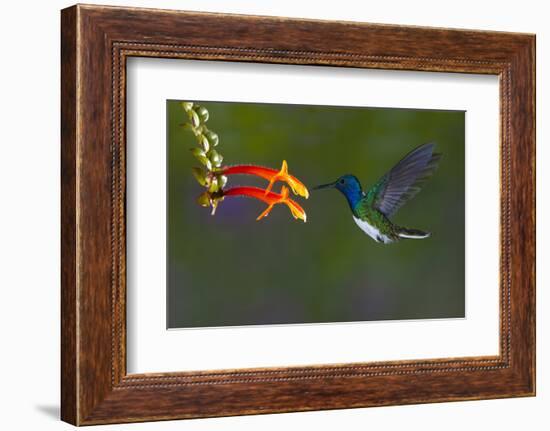 Costa Rica. White-necked Jacobin hummingbird.-Jaynes Gallery-Framed Photographic Print