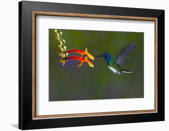 Costa Rica. White-necked Jacobin hummingbird.-Jaynes Gallery-Framed Photographic Print