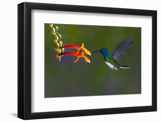Costa Rica. White-necked Jacobin hummingbird.-Jaynes Gallery-Framed Photographic Print