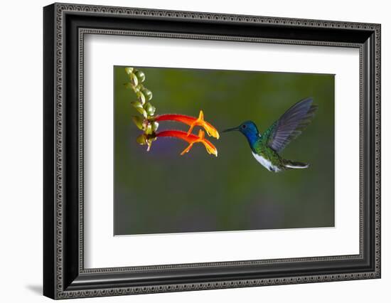 Costa Rica. White-necked Jacobin hummingbird.-Jaynes Gallery-Framed Photographic Print