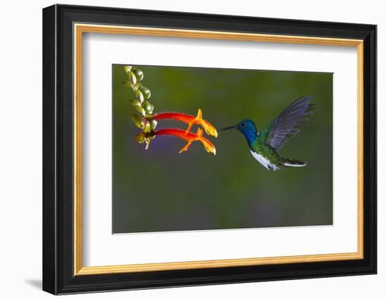 Costa Rica. White-necked Jacobin hummingbird.-Jaynes Gallery-Framed Photographic Print