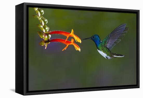 Costa Rica. White-necked Jacobin hummingbird.-Jaynes Gallery-Framed Premier Image Canvas