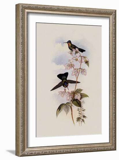 Costa Rican Hummingbird, Panterpe Insignis-John Gould-Framed Giclee Print