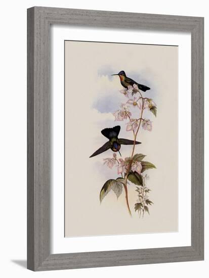 Costa Rican Hummingbird, Panterpe Insignis-John Gould-Framed Giclee Print