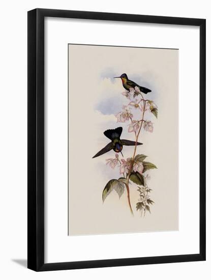 Costa Rican Hummingbird, Panterpe Insignis-John Gould-Framed Giclee Print