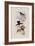 Costa Rican Hummingbird, Panterpe Insignis-John Gould-Framed Giclee Print