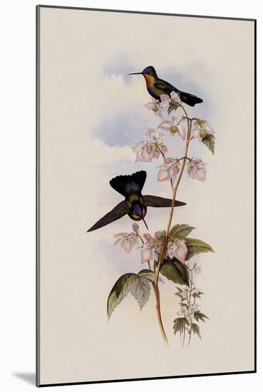 Costa Rican Hummingbird, Panterpe Insignis-John Gould-Mounted Giclee Print