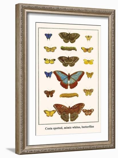 Costa Spotted, Mimic Whites, Butterflies-Albertus Seba-Framed Art Print