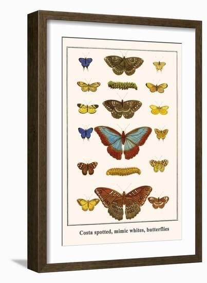 Costa Spotted, Mimic Whites, Butterflies-Albertus Seba-Framed Art Print
