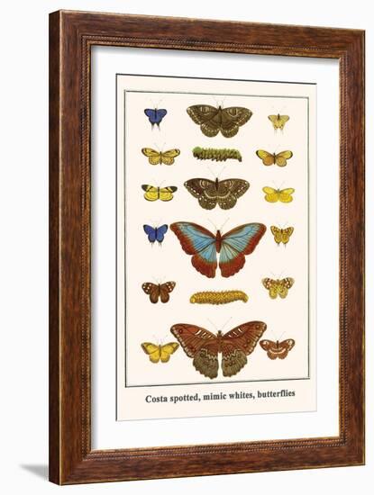 Costa Spotted, Mimic Whites, Butterflies-Albertus Seba-Framed Art Print