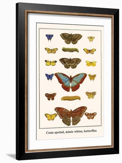 Costa Spotted, Mimic Whites, Butterflies-Albertus Seba-Framed Art Print