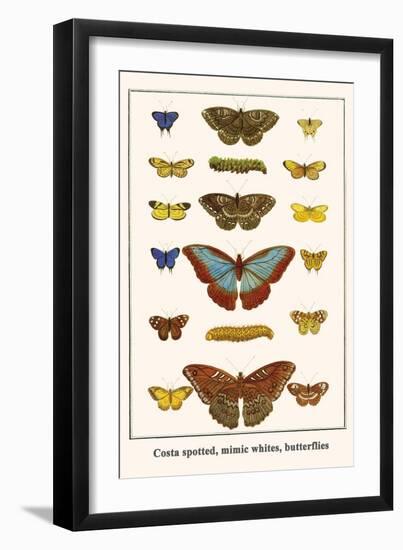 Costa Spotted, Mimic Whites, Butterflies-Albertus Seba-Framed Art Print