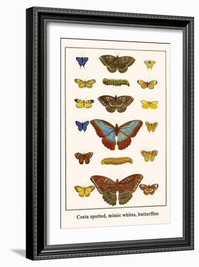 Costa Spotted, Mimic Whites, Butterflies-Albertus Seba-Framed Art Print