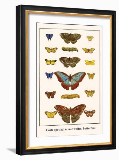 Costa Spotted, Mimic Whites, Butterflies-Albertus Seba-Framed Art Print