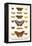 Costa Spotted, Mimic Whites, Butterflies-Albertus Seba-Framed Stretched Canvas