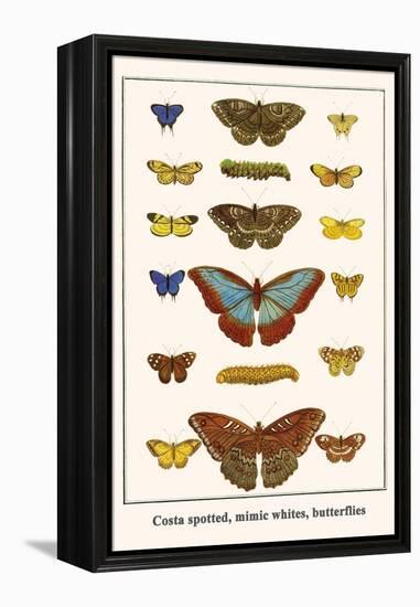 Costa Spotted, Mimic Whites, Butterflies-Albertus Seba-Framed Stretched Canvas